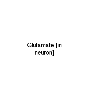 Glutamate [in neuron]